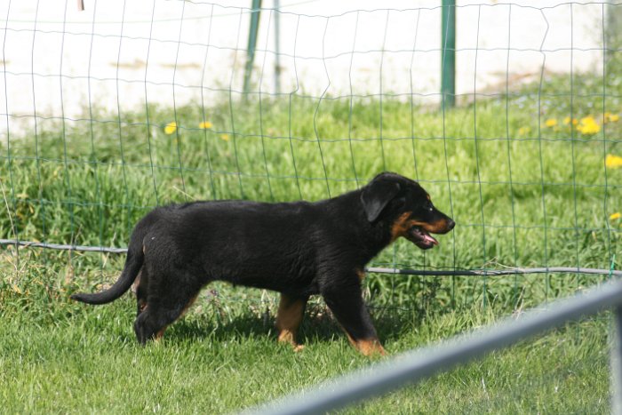 Quenza 09 04 2017 (55)